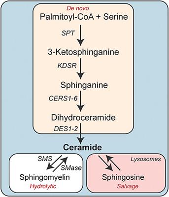 Adipocyte Ceramides—The Nexus of Inflammation and Metabolic Disease